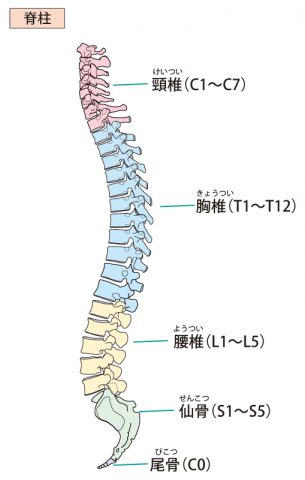 背骨イラスト、脊柱
